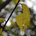 Blatt_DDD4621_Bildgröße ändern